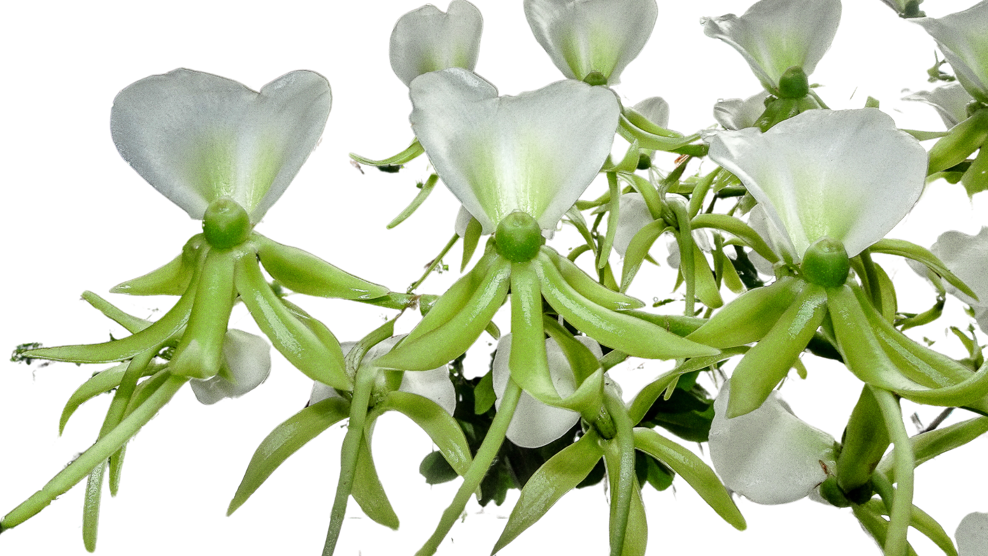 Angraecum