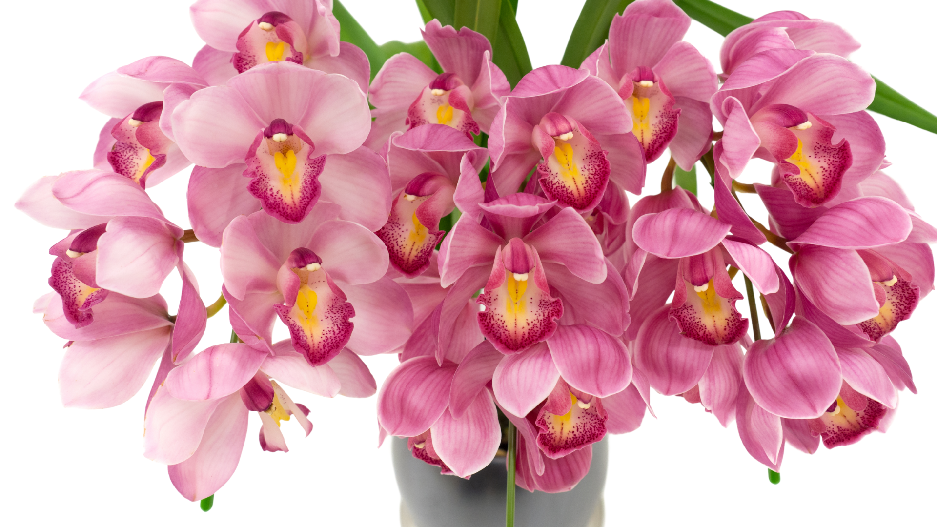 Cymbidium