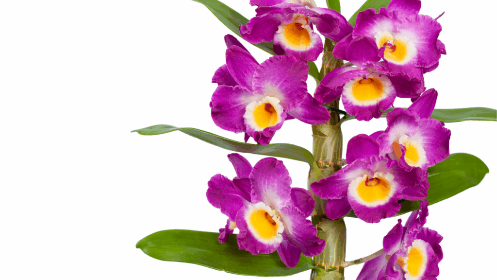 Orchidée Dendrobium