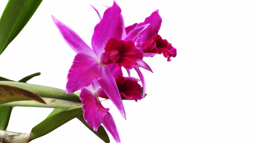 Orchidée Laelia