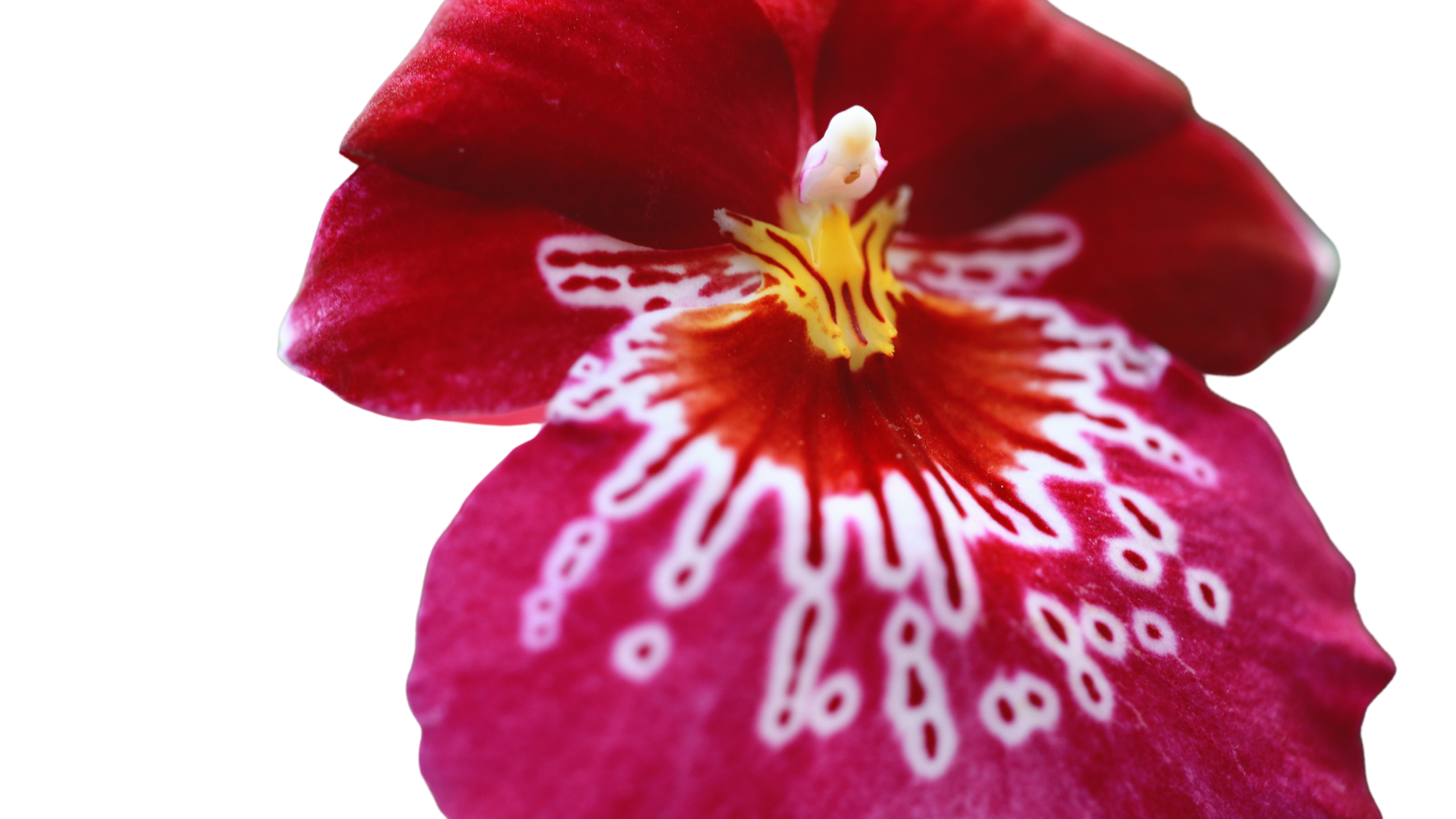 Orchidée Miltonia