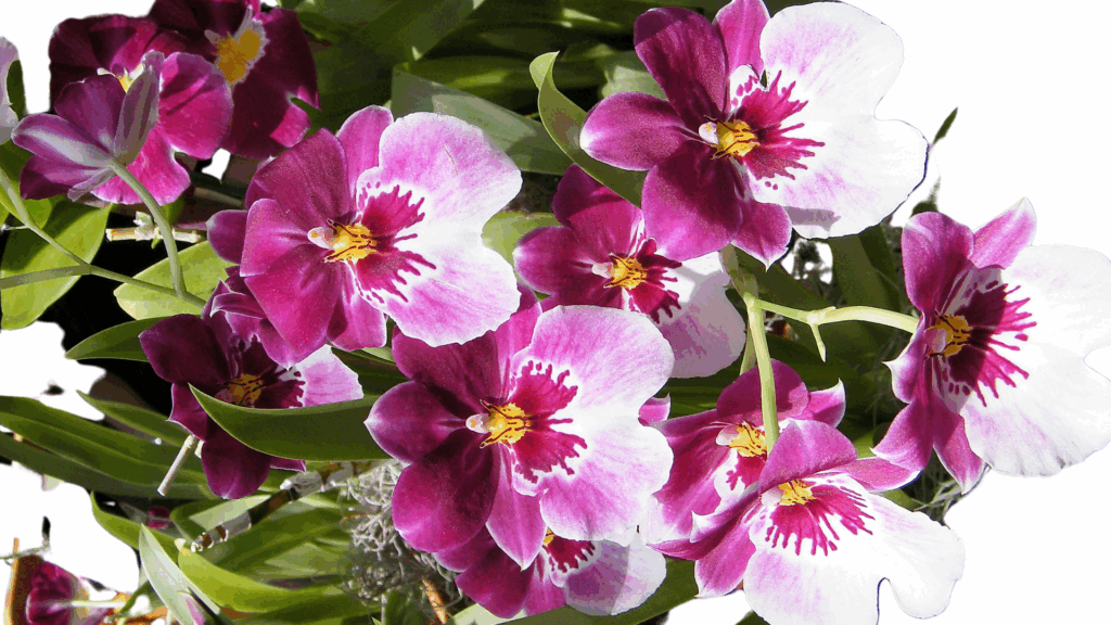 Miltonia