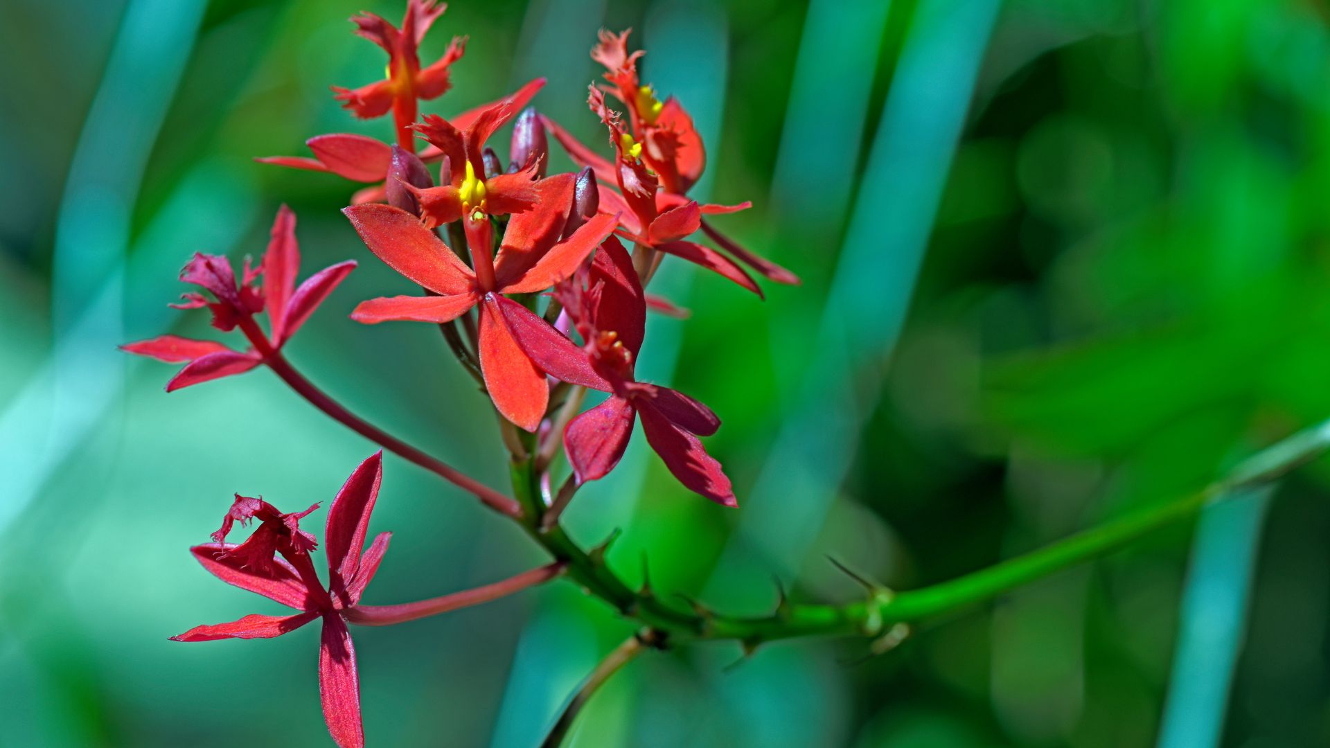 Orchidée Epidendrum