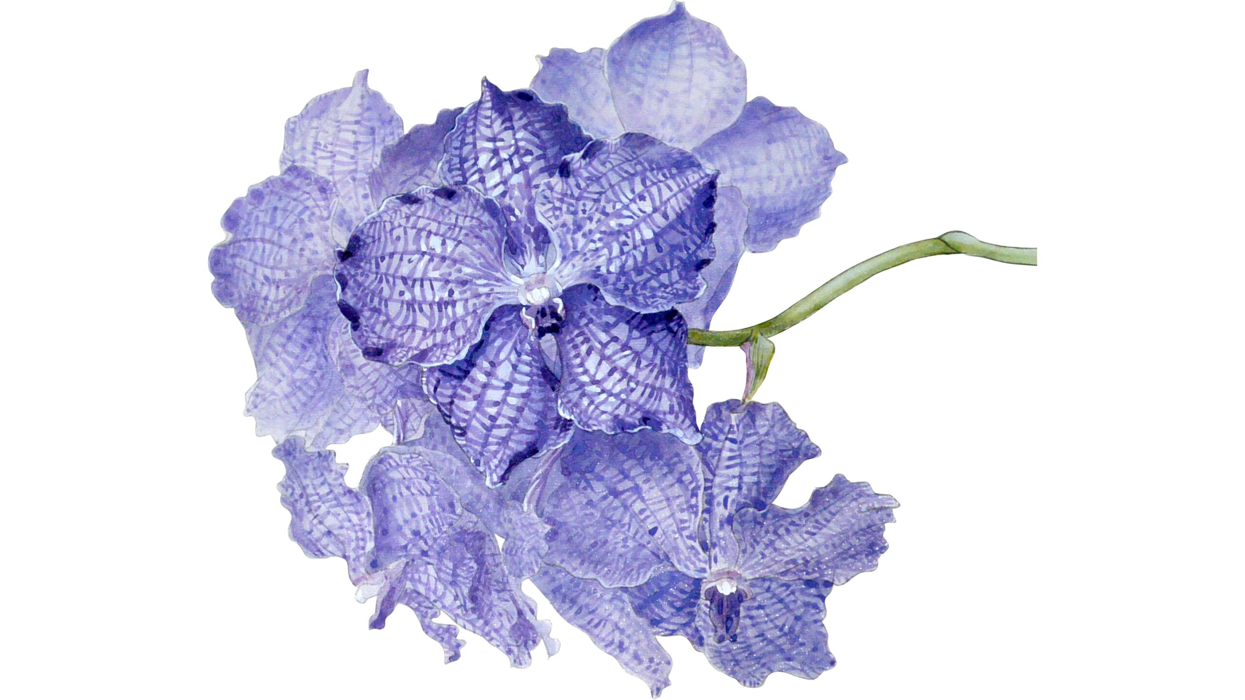 Orchidée Vanda