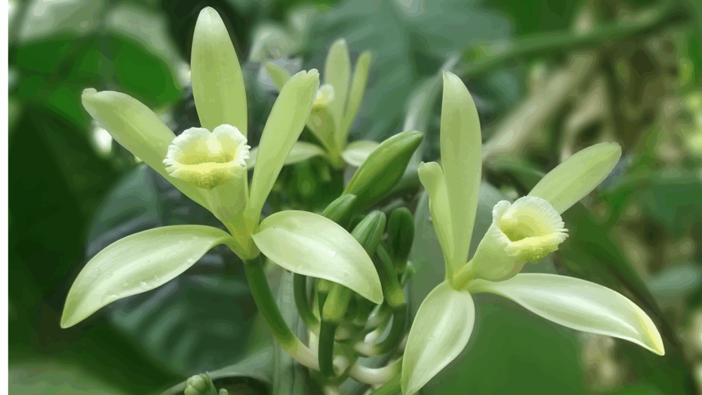 Vanille Orchidees